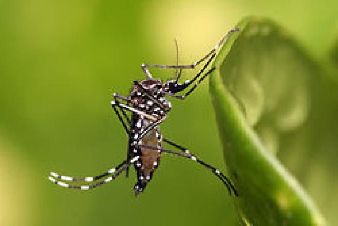 Mosquito Aedes aegypti en Dar es Salaam, Tanzania. Crédito de la imagen: Muhammad Mahdi Karim