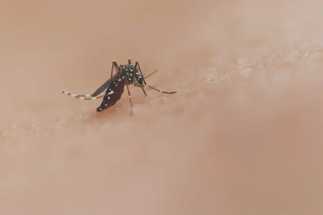 Aedes aegypti