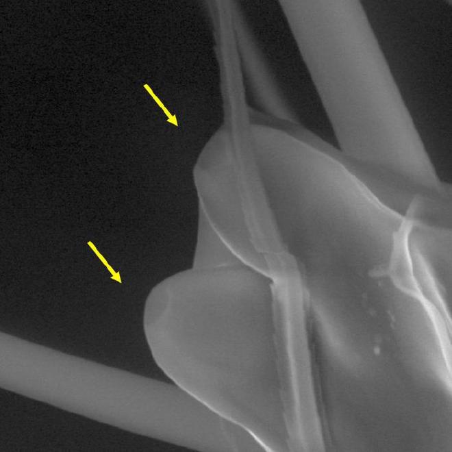 Los hoyos al final de las antenas del mosquito protegen las estructuras en forma de clavijas que detectan los infrarrojos térmicos. Crédito de la imagen: DeBeaubien y Chandel et al.