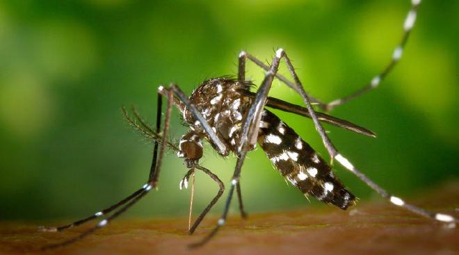 Aedes aegypti, transmisor del virus del dengue.