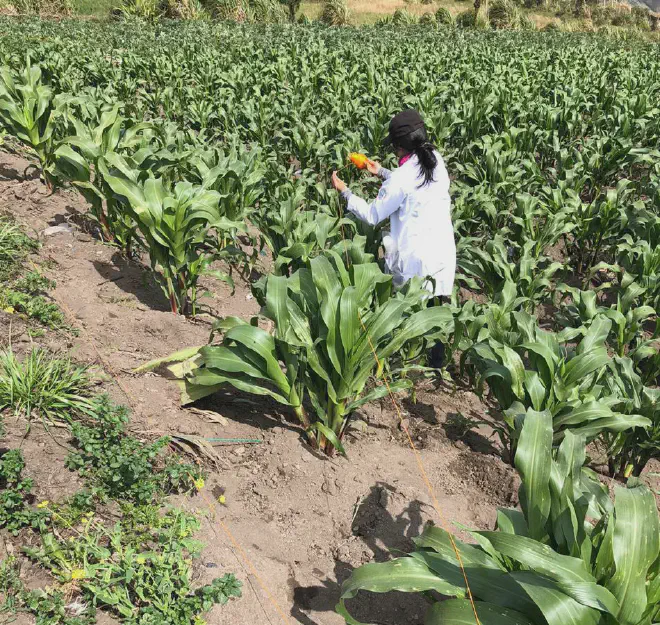 La estudiante Erika Lisbeth Erazo Macas toma muestras de los campos cultivados bajo el volcán Tungurahua para identificar la contaminación con metales pesados incorporados en las erupciones y las cenizas. Crédito de la imagen: Lourdes Cumandá Carrera Beltrán/GAIBAQ