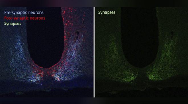 Neuronas pre y postsinápticas visualizadas con diferentes emisiones fluorescentes en el núcleo supraquiasmático del ratón. En verde, los contactos entre ellas.