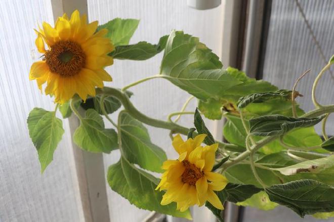 Girasoles con sus tallos que muestran cómo se acomodan durante el crecimiento para absorber mejor la luz solar. Crédito de la imagen: Tel-Aviv University