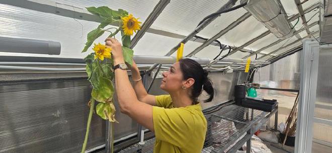 La profesora Yasmine Meroz examina los movimientos del girasol. (Crédito de la foto: TAU)