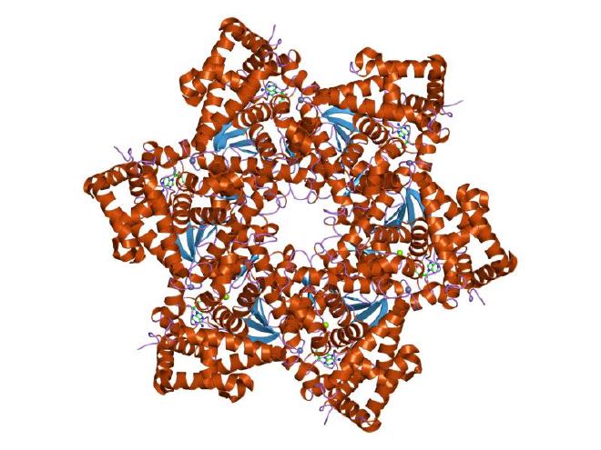 Virus del papiloma humano. Linaje SCOP. Clasificación estructural de proteínas (SCOP). Clase: Proteínas alfa y beta (a o b). Pliegue: bucle P que contiene hidrolasas de nucleósido trifosfato. Superfamilia: bucle P que contiene nucleósido trifosfato hidrolasas. Familia: dominio AAA-ATPasa extendido. Dominio proteico: dominio helicasa del antígeno T grande del virus del papiloma. Crédito de la imagen: <a href="https://es.wikipedia.org/wiki/Instituto_Europeo_de_Bioinform%C3%A1tica"   target="_blank">
    European Bioinformatics Institute</a>, <a href="http://www.ebi.ac.uk/"   target="_blank">
    EBI UK</a>. Jawahar Swaminathan y staff en MSD en el European Bioinformatics Institute