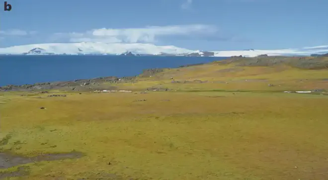 Alfombra de musgo, Isla Barrientos (62°S). Crédito de la imagen: Thomas Roland &amp; al