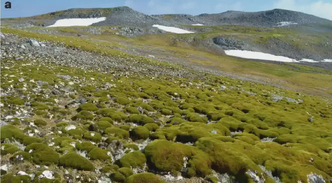 Montículos de musgo, Isla Ardley (62°S). Crédito de la imagen: Dan Charman