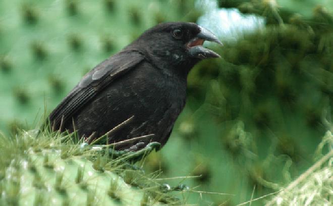 <strong>Los pinzones con picos más pequeños pueden realizar cantos más elaborados que los pinzones con picos más gruesos y poderosos. Crédito de la imagen: Jeffrey Podos</strong>