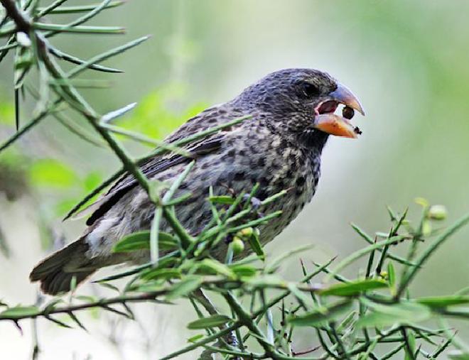 Los picos de los pinzones de Darwin pueden evolucionar para triturar las cáscaras de las semillas duras, que son tales debido a la suma de sequía tras sequía. Crédito de la imagen: Andrew Hendry