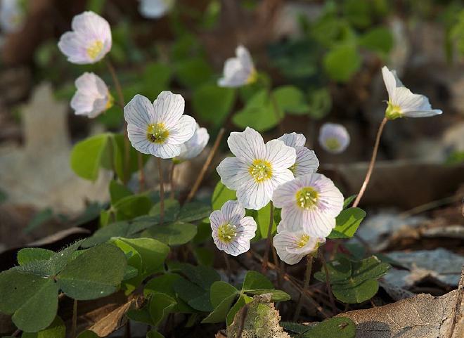 La acedera común (Oxalis acetosella) migra hacia el Oeste a una velocidad de unos 5 kilómetros por año, y hacia el Norte a 0,1 kilómetros anuales. La causa principal es la deposición de nitrógeno