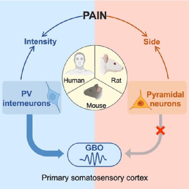 Neuronal mechanisms underlying nociceptive-evoked GBOs in humans and rodents. (Image by ZHANG Fengrui)