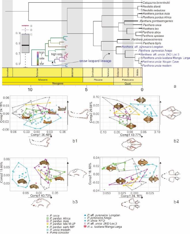 Phylogenetic position and morphospace of modern and fossil snow leopards. a. Time-calibrated total evidence phylogenetic tree of pantherine cats, and the morphological evolutionary rate; b. geometric morphometric analyses on lateral views of the cranium and mandible of the fossil snow leopard in comparison with modern species, b1. mandible lateral profile; b2. cranial dorsal view; b3. cranial lateral view; b4. cranial ventral view. (Image by JIANGZUO Qigao)