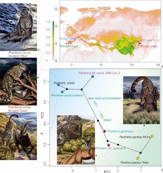 SDM predicted suitable distribution and morphospace of the modern and fossil snow leopards. a. The predicted probability of snow leopard presence under the LGM climate conditions; b. functional traits PCA morphospace, with reconstruction of fossil and modern snow leopards. Artwork by Jianhao Ye. (Image by JIANGZUO Qigao)