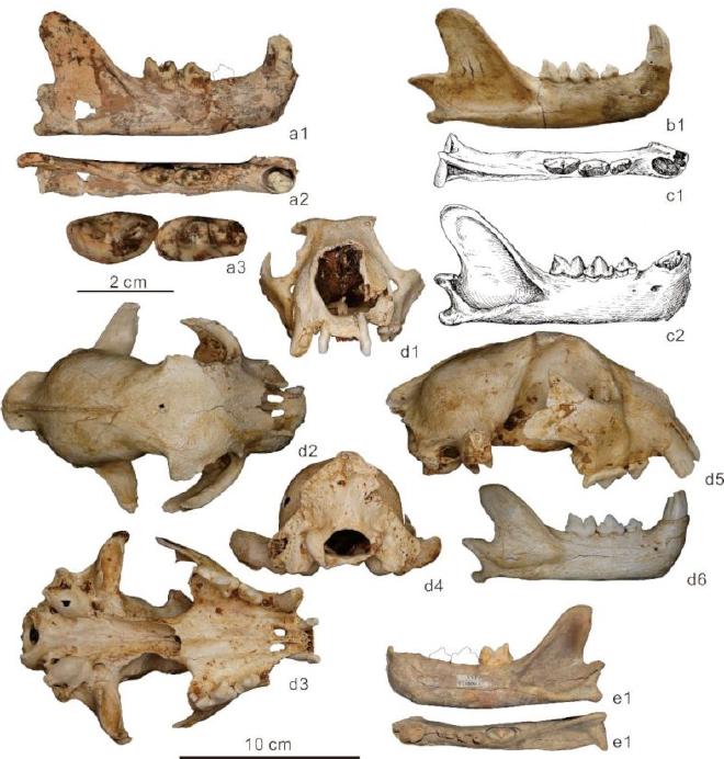 Fossil snow leopards from Eurasia. a. Panthera aff.pyrenaica, IVPP V31895, Longdan, Linxia Basin, northeastern Tibet, China; b. Panthera pyrenaica, E14-EFNI-1001, Arago Cave, Southeastern France; c. Panthera aff. uncia, Zhoukoudian Loc. 3, Beijing, China; d. Panthera lusitana sp. nov., MG1355.0001-0002, Manga Larga, Portugal; e. Panthera uncia, IVPP V11800.1, Niuyan Cave, Beijing, China. (Image by JIANGZUO Qigao)