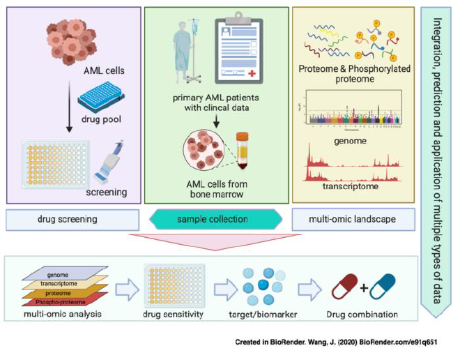 Figure 1. The establishment process of AML multi-omics database and drug sensitivity analysis platform. Credit: ©Science China Press