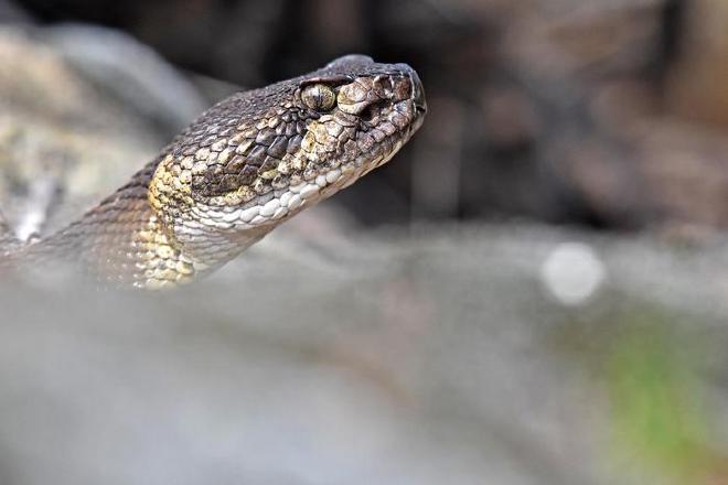 An inquisitive Western Rattlesnake in California’s Carrizo Plain. Credit: Photo by Max Roberts