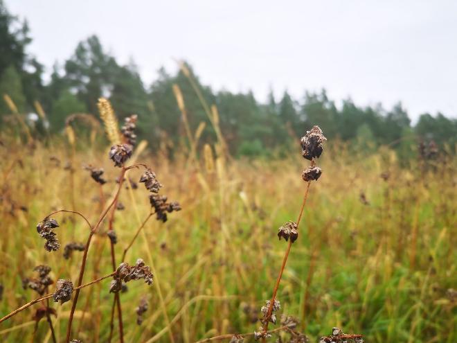 Buckwheat field. Credit:Giedrė Motuzaitė Matuzevičiūtė