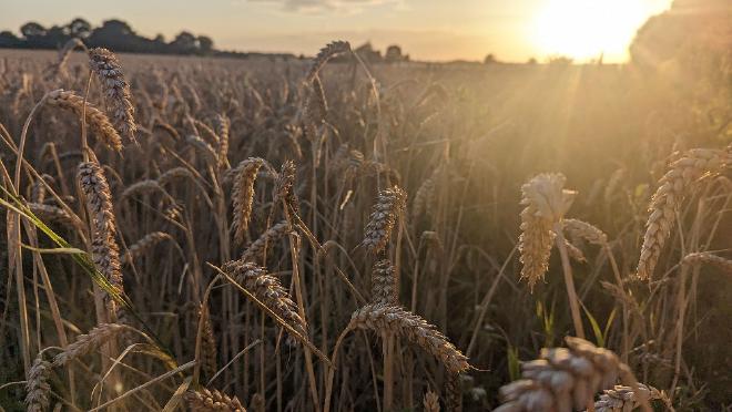 <a href="https://en.wikipedia.org/wiki/Common_wheat" target="_blank">Bread wheat</a> field. Credit: **Giedrė Motuzaitė Matuzevičiūtė