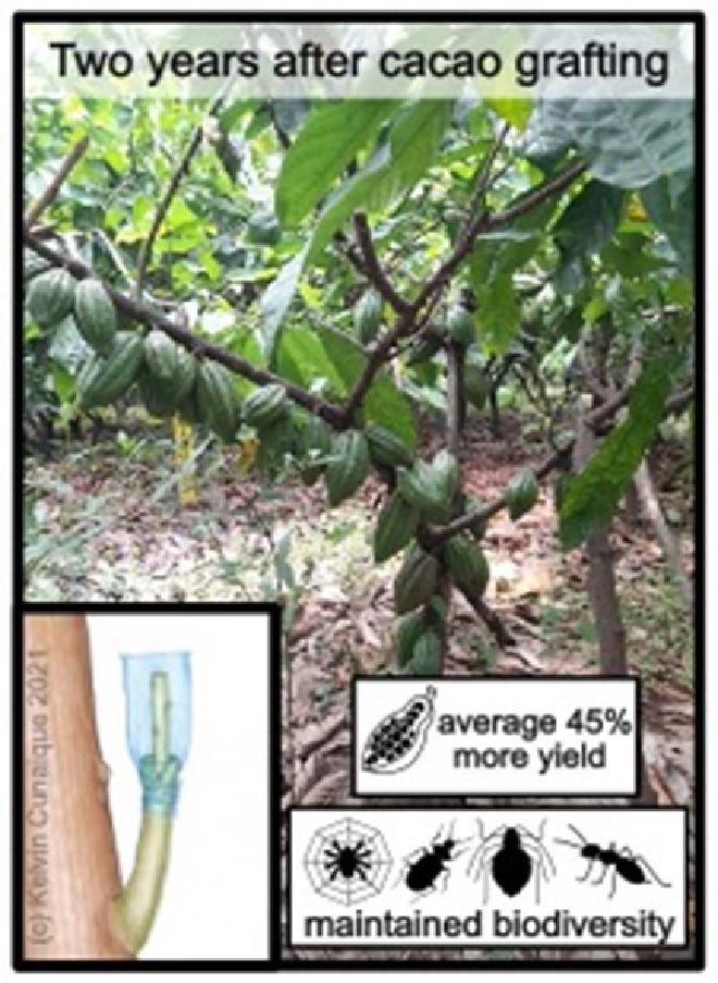 Highly productive grafted cacao tree (in background), and a representation of a fresh cacao graft in the bottom left corner. Credit: Carolina Ocampo Ariza