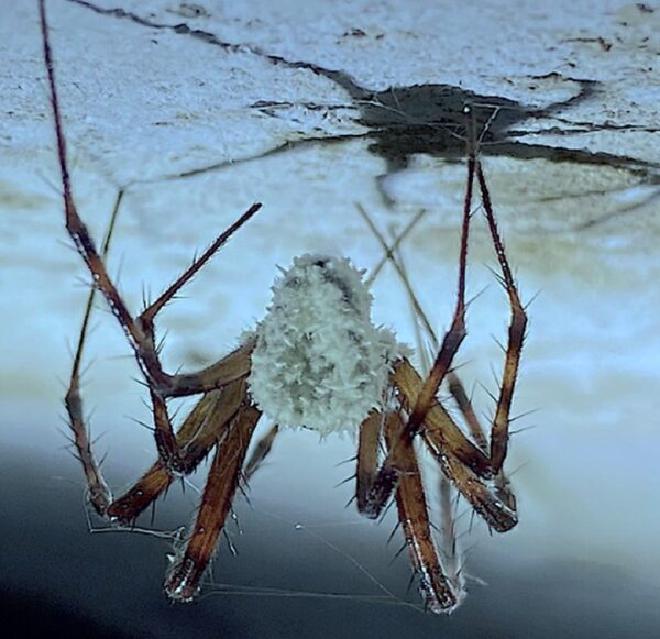 The new fungus Gibellula attenboroughii on the orb-weaving cave spider (Credit: CABI).