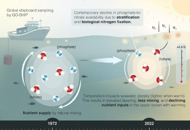 An illustration depicting the observed decline in marine phosphate-to-nitrate availability over the past five decades. Credit: Michelle Aung / UC Irvine