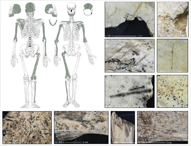 Cut and impact marks indicating cannibalism on various human parts of the skeleton from the Maszycka Cave. Credit: Antonio Rodríguez-Hidalgo IAM (CSIC-Junta de Extremadura)