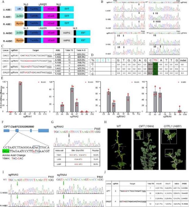 Development of adenine base editors in watermelon. A Schematic representation of A-to-G and A-to-K editors. B Representative sequence chromatograms demonstrating A:T-to-G:C base editing in sgRNA1–4 using U-ABE, S-ABE, and R-ABE. Arrows emphasize the efficiency of the A:T-to-G:C conversion. C Genotyping results of T0 edited plants using S-ABE and R-ABE. D Deep sequencing results revealing nucleotide changes caused by ABEs in watermelon T0 lines with sgRNA1, while the PAM sequence is highlighted. E Dot graph illustrating the A:T-to-G:C conversion frequencies of R-ABE for sgRNA1–4. Each data point represents one biological replicate at each target site. F Illustrations depicting the expected amino acid change caused by the A:T-to-G:C conversion in ClFT. G Genotype results of ClFT T0 plants using Sanger sequencing and Hi-TOM. H Comparison of the flowering time between a ClFT base-edited T0 plant generated by R-ABE and a ClTFL1 base-edited T0 plant. Scale bar: 10 cm (the scale bars for enlarged images is 1 cm). I Examples of Sanger sequencing chromatograms for AKBEs in T0 plants with A:T-to-T:A base editing in sgRNA3 and sgRNA4. Arrows highlight the efficiency of the A:T-to-T:A conversion. J Genotyping results of T0 plants edited using S-AKBE and R-AKBE. Horticulture Research