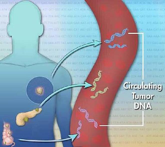 Los tumores liberan fragmentos de ADN en el torrente sanguíneo que pueden analizarse para obtener información importante que puede orientar la atención del paciente. Crédito: Jonathan Bailey, NHGRI