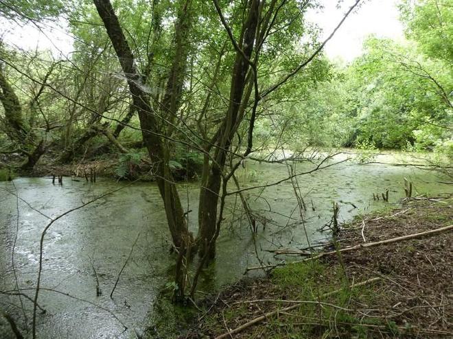 A floodplain wetland created by Eurasian beaver in the River Otter catchment, Devon UK. Credit: Gemma Harvey, Queen Mary University of London