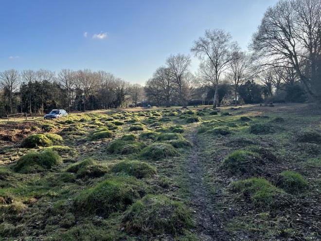 Mounds created by yellow meadow ants, Hertfordshire, UK (Image credit: Gemma Harvey. Queen Mary University of London)