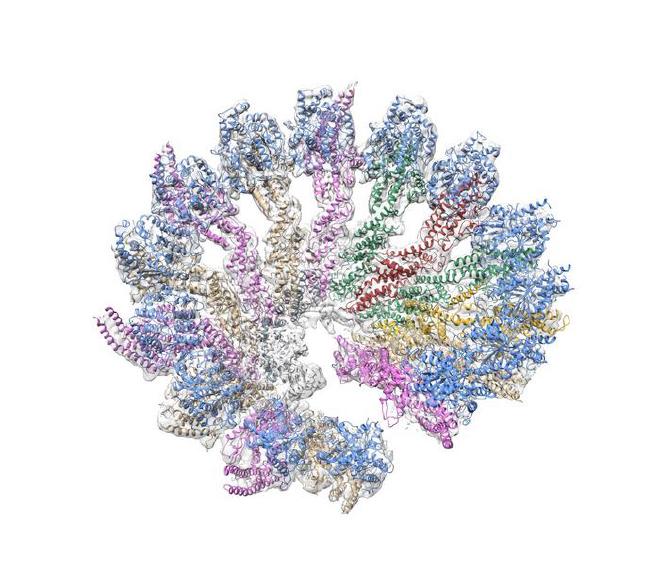 El complejo del anillo Γ-TUBULINA NUCLEADOR DE MICROTÚBULOS (ΓTURC). Crédito de la imagen: IRB Barcelona, CNIO