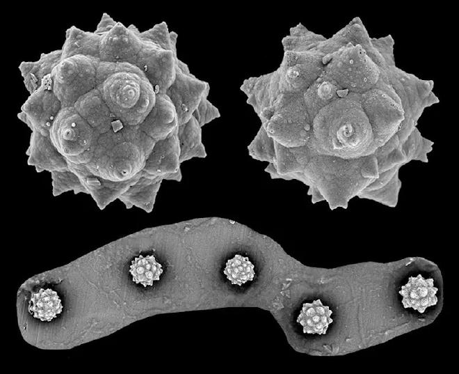 Palm phytoliths from the Giraffe Pipe locality, a 48 million-year old Eocene deposit situated in the Canadian subarctic.  Top: Two isolated phytoliths.  Bottom: Partial remains of a stegmata with five phytoliths. These specimens were uncovered 70 meters below the Earth surface in the remains of an ancient maar lake. Credit: Peter Siver