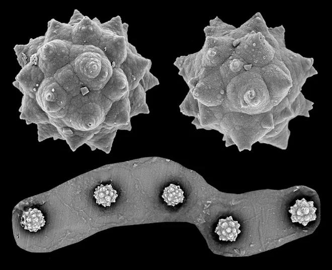 Palm phytoliths from the Giraffe Pipe locality, a 48 million-year old Eocene deposit situated in the Canadian subarctic.  Top: Two isolated phytoliths.  Bottom: Partial remains of a stegmata with five phytoliths. These specimens were uncovered 70 meters below the Earth surface in the remains of an ancient maar lake. Credit: Peter Siver