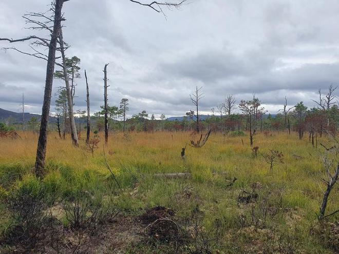 Burned peat bog in Scotland. Despite accounting for only a quarter of the total UK land area that burns each year, peatland fires have caused up to 90% of annual UK fire-driven carbon emissions since 2001. Credit: Julia Kohli