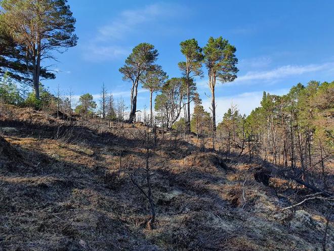 Wildfire burned forest in Scotland. More fires, taking hold over more months of the year, are causing more carbon to be released into the atmosphere as carbon dioxide. Credit: Julia Kohli