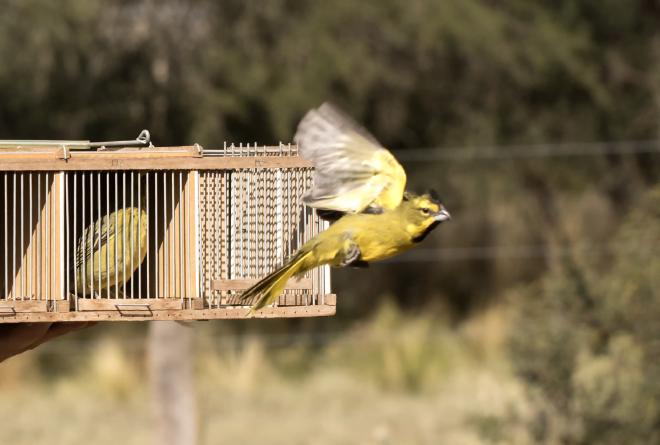 Yellow Cardinal been releases. Image credit: Dirección General de Recursos Naturales