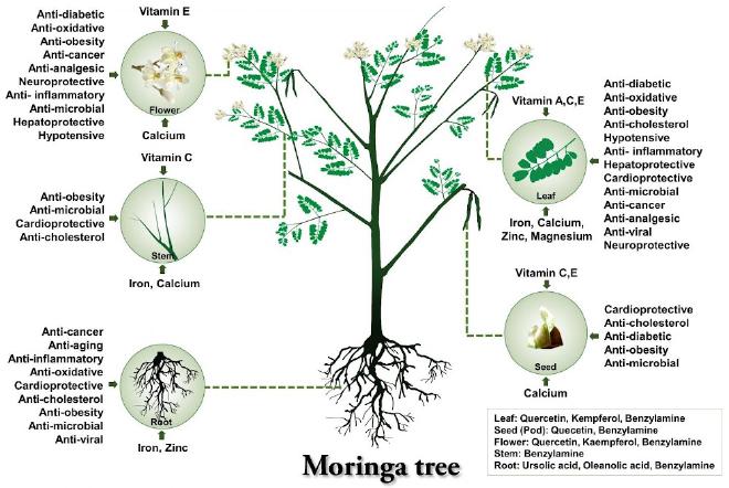 Diferentes partes (tejidos) de Moringa oleifera. Se indican los nutrientes clave y los valores medicinales de cada tejido. Crédito: Sr. Mohammed Shafi