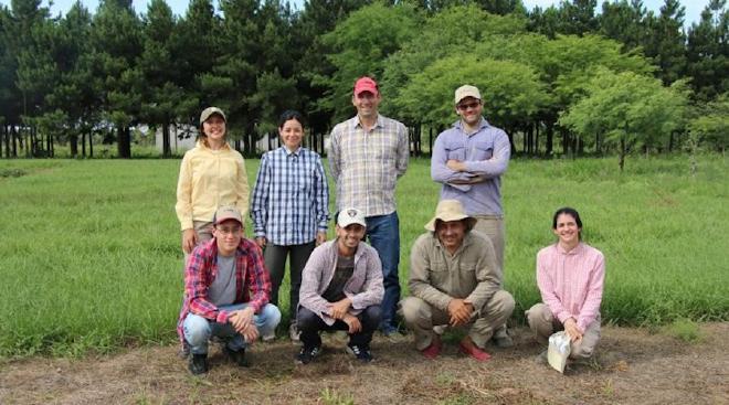 El grupo de Genética y mejoramiento de especies forrajeras está generando cultivares que buscan optimizar los rendimientos del sector ganadero. : CONICET Nordeste