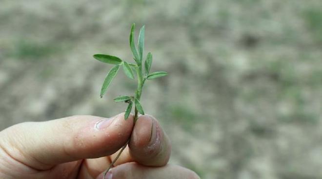 nuevas variedades de pasturas permiten el crecimiento sostenido a lo largo de las estaciones, más tolerancia a los anegamientos o un mayor valor nutritivo. FOTO: CONICET Nordeste