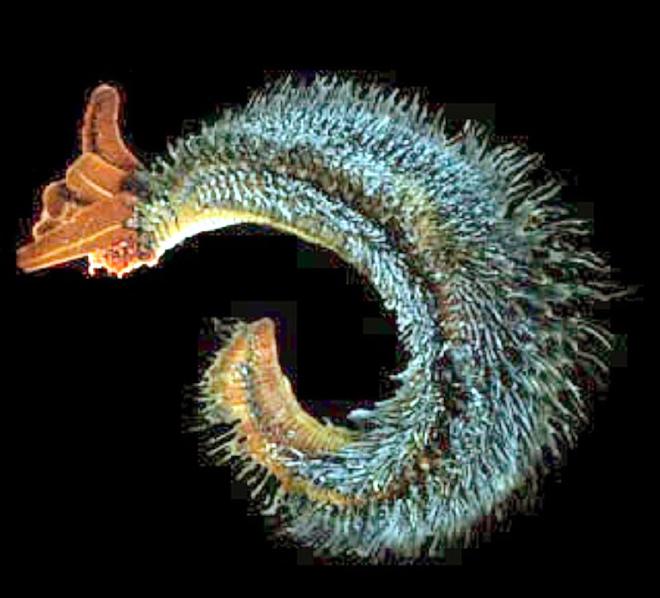 Alvinella pompejana or Pompeii worm, able to survive temperatures as high as 176°F. A coating of protective bacteria covers this deep-sea worm’s back. Image credit: NSF