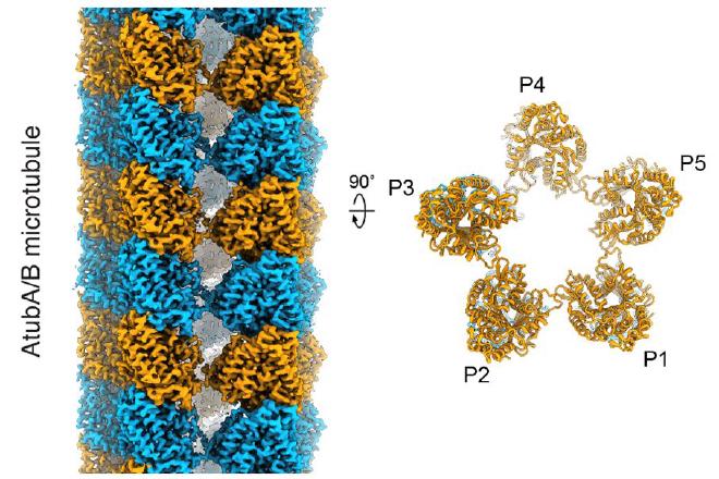 La estructura de un microtúbulo de Asgard, que consta de solo cinco filamentos (en comparación con los 13 de los eucariotas). (Crédito de la imagen: de Wollweber F, et al. Cell, 2025)