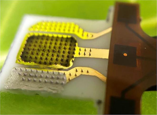 This sensor measures hydrogen peroxide, a marker of stress in soybean and tobacco plant leaves. Credit: Liang Dong et al.