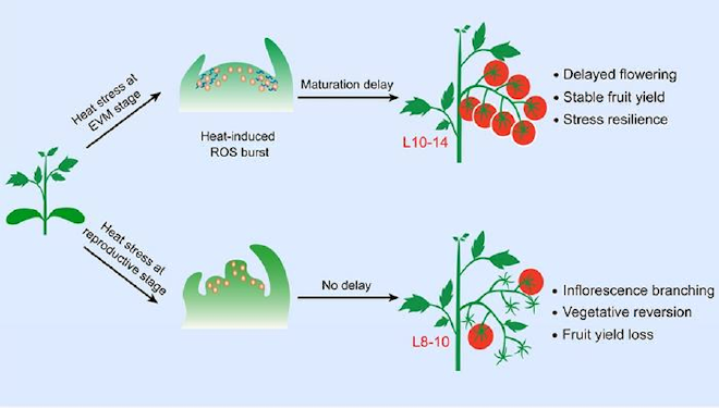 Las plantas de tomate ralentizan la maduración del meristemo de los brotes para lograr resiliencia al estrés térmico. Crédito: IGDB