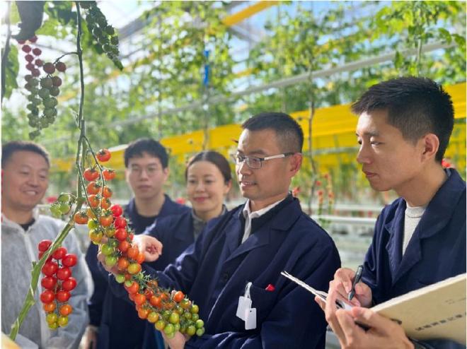 El profesor XU Cao y su equipo revisan tomates en el invernadero (Imagen de IGDB).