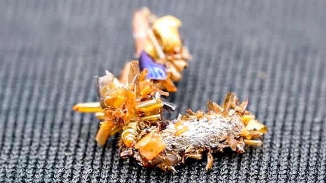 A pair of “bone collector” caterpillars.