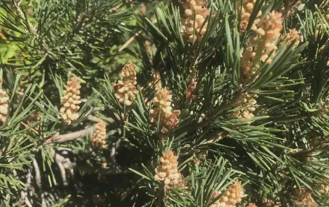 Pollen analysis is a powerful method for reconstructing historical ecosystems. Preserved pollen grains in lakebeds and peat bogs offer detailed records of past plant communities. Since plant distribution is tightly linked to environmental factors such as temperature, rainfall and humidity, identifying the types of pollen present in different layers of sediment can reveal how ecosystems have responded to natural climate fluctuations over time and how they might react in the future. Credit: University of Texas at Arlington