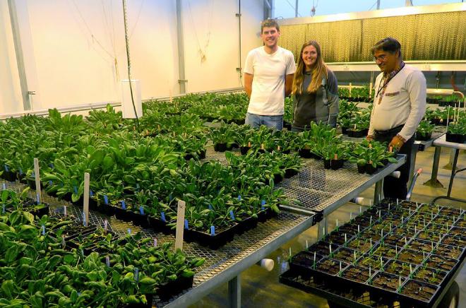 Investigadores del Centro de Investigación y Extensión WSU Mount Vernon Northwestern Washington publicaron recientemente un artículo que demostró que algunas variedades de espinaca silvestre son resistentes a una enfermedad fúngica que causa estragos en las variedades cultivadas de espinaca. De izquierda a derecha, el estudiante de doctorado Alex Batson; Bryn Hulbert, representante de campo de Syngenta Seeds; y Sanjaya Gyawali, investigador asociado postdoctoral y primer autor del artículo publicado recientemente en Scientific Reports. (Foto cortesía de Lindsey du Toit)