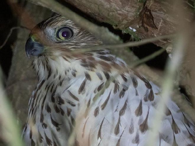 Immature Cooper’s hawk in an ambush. Image credit: Vladimir Dinets.
