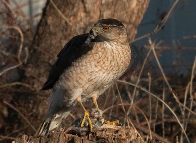 Adult Cooper’s hawk dispatching a house sparrow. Image credit: Vladimir Dinets.