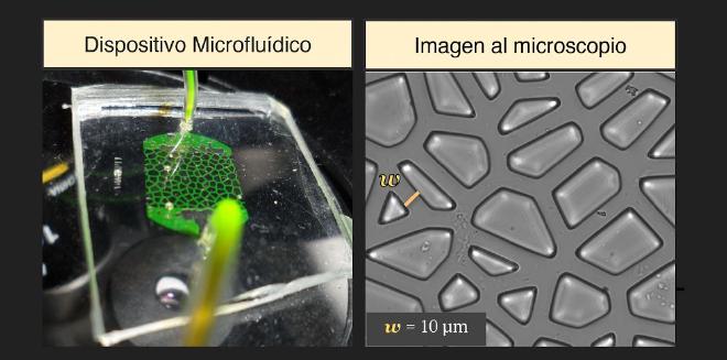 Suelos artificiales transparentes. Detalles del microchip que imita la porosidad del suelo y vista del microscopio de los canales del dispositivo. Crédito de la imagen: Marconi et al.